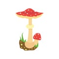 Amanita poisonous mushroom, isolated vector on white background Royalty Free Stock Photo