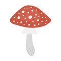 Amanita poisonous mushroom