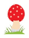 Amanita poisonous mushroom, isolated vector on white background Royalty Free Stock Photo