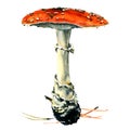 Amanita poisonous mushroom, isolated Royalty Free Stock Photo