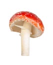 Amanita poisonous mushroom isolated on white background Royalty Free Stock Photo