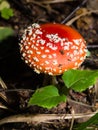 Amanita poisonous mushroom in nature fly-agaric, macro, selective focus Royalty Free Stock Photo