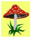 Amanita poisonous mushroom