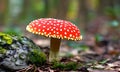 Amanita poisonous mushroom in the woods