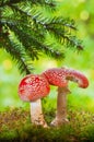 Amanita poisonous mushrooms Royalty Free Stock Photo