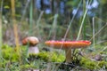 Amanita and porcini mushroom grows