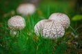 Amanita porphyria Royalty Free Stock Photo