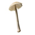 Amanita princeps mushroom, Wild mushroom isolated on white background, with clipping path Royalty Free Stock Photo