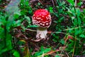 Amanita Red Fly Agaric mushroom forest green grass one autumn