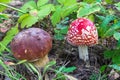 Amanita with an red hat in the woods in autumn beside brown mushroom Royalty Free Stock Photo