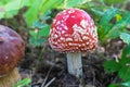 Amanita with an red hat in the woods in autumn beside brown mushroom Royalty Free Stock Photo