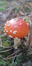 Amanita with a red hat