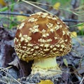 Amanita regalis mushroom