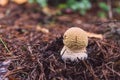 Amanita regalis, Brown Fly Agaric mushroom Royalty Free Stock Photo