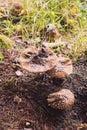 Amanita regalis, Brown Fly Agaric mushroom