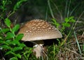 Amanita Rubescens (The Blusher)