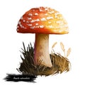 Amanita rubrovolvata or red volva mushroom closeup digital art illustration. Boletus has reddish orange cap with ring. Mushrooming
