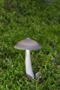 Amanita Section Vaginatae. Is a mushroom in the fungus family Amanitaceae. Royalty Free Stock Photo