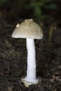 Amanita Section Vaginatae. Is a mushroom in the fungus family Amanitaceae. Royalty Free Stock Photo