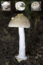 Amanita Section Vaginatae. Is a mushroom in the fungus family Amanitaceae. Royalty Free Stock Photo