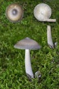 Amanita Section Vaginatae. Is a mushroom in the fungus family Amanitaceae. Royalty Free Stock Photo