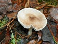 Large white mushroom after rainfall Royalty Free Stock Photo