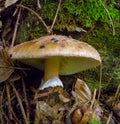 (Amanita sp.), Poisonous agaric with a light cap in a forest in Ivano-Frankivsk region