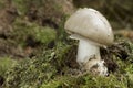 Amanita Spissa Royalty Free Stock Photo