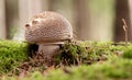 Amanita spissa Royalty Free Stock Photo