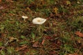 Amanita toadstool Forest mushrooms nature Royalty Free Stock Photo