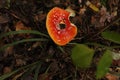 Amanita toadstool Forest mushrooms nature in autumn Royalty Free Stock Photo