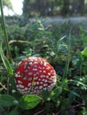 Single amanita toadstool stands in a clearing in the woods