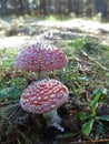 Amanita toadstools stands in a clearing in the woods