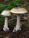 Amanita vaginata