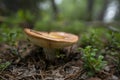 Amanita vaginata The Grisette Bokeh Royalty Free Stock Photo