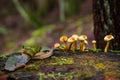 Amanita verna mushrooms in the forest Canada