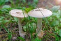 Amanita virosa, a deadly poisonous mushroom, a white toadstool