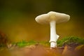 Amanita virosa, European destroying angel