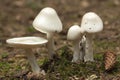 Amanita virosa Royalty Free Stock Photo