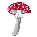 Amanita. Watercolor illustration on a white background. Poisonous forest mushroom. Red pileus with white dots, hand-drawn fly Royalty Free Stock Photo