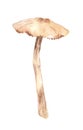 Amanita on white background. Fly agaric picture. Picking mushrooms. Amanita cartoon style. Fungus. Autumn forest. Watercolor Royalty Free Stock Photo