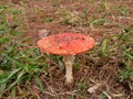 Amanita in winter forest Royalty Free Stock Photo