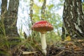 Amanita in the woods. Poisonous mushroom. Macro. Close-up.