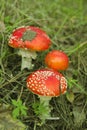 Amanita in the woods. Poisonous mushroom. Macro. Red mushroom and green grass.