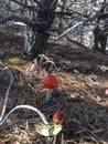 Amanitas Royalty Free Stock Photo