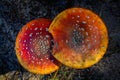 Amanitas top view Royalty Free Stock Photo