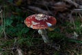 Amanite tue-mouches (Amanita muscaria) or Fausse oronge