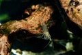 Amano aquarium shrimp on a moss covered branch in an aquarium