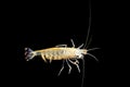 Amano shrimp Royalty Free Stock Photo