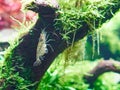 Amano shrimp in aquarium Royalty Free Stock Photo